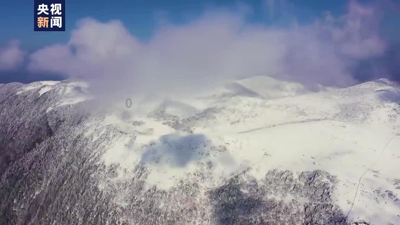 可爱啄木鸟逃脱