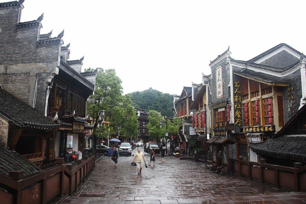 救援狗与猫